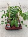 Afbeelding van Tomaat. Cherrytomaat Bio (phytophthora resistent)